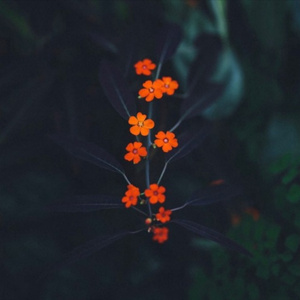 亚洲色色XXXXXXXXXXX
